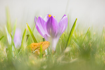 Krokus auf der Frühlingswiese