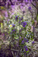Natural flower arrangement of daisies and lavender blooming in the garden.