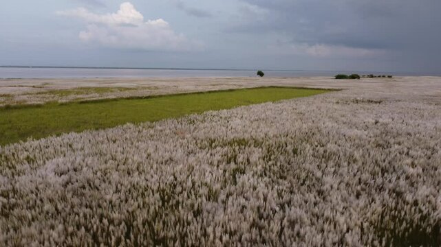 Catkin in Bangladesh