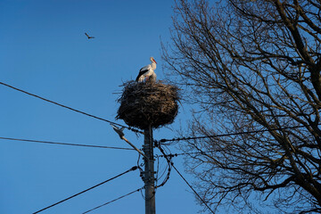 Under the perfect sun — A stork, bathed in golden rays, sits peacefully in its nest, where nature and modern life meet, undisturbed by the hum of distant cables.