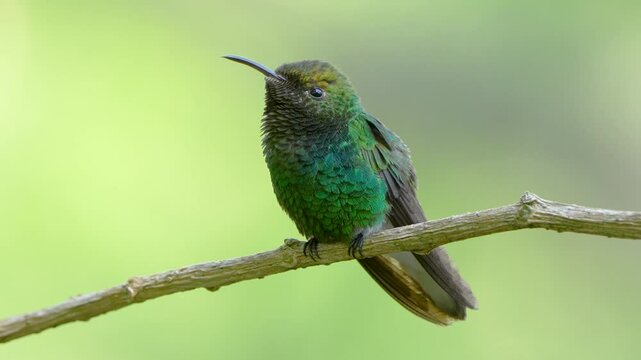 Male Coppery-headed Emerald (Elvira cupreiceps) Shimmering in Monteverde Sunlight