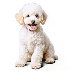 Obraz premium Poodle puppy isolated on transparent background