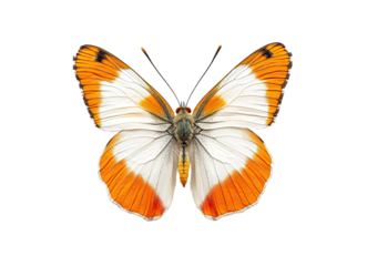 Orange tip butterfly