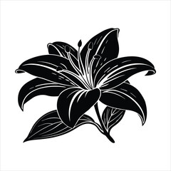 Black and White Silhouette of a Lily Flower