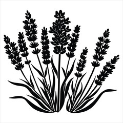 Silhouette of Lavender Plant