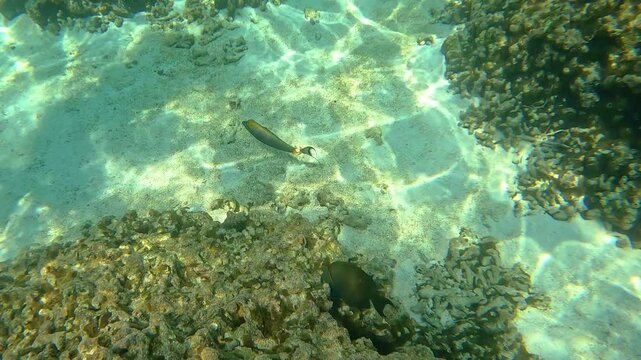Different kinds of fish swimming in the Indian Ocean