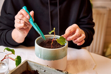 A woman in the kitchen planting begonia sprouts in a ceramic pot, front view close-up on her hands