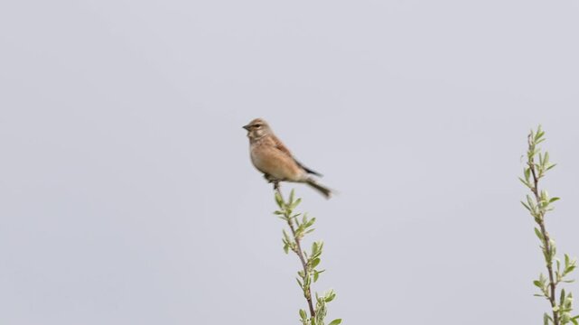 Common Linnet (Linaria cannabina) Perched on a Bush Branch Against a Cloudy Sky in Slow Motion.