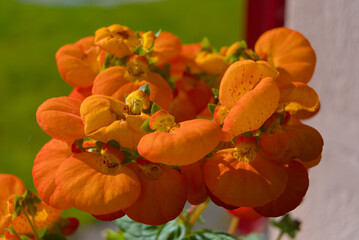 Naklejka premium Bold, vibrant orange flower with velvety petals and a lively charm. An exquisite bloom that brightens any space with natural energy and elegance.