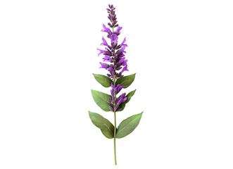 Obraz premium Salvia flower branch