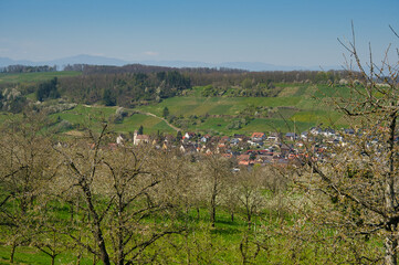 Kirschblüte im Eggerertal im Markgräferland