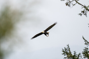 Bald Eagle flies near the Astoria Column, Astoria, Oregon