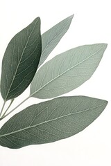 Fototapeta premium Pressed Leaves, Studio Shot, Minimalist, Nature