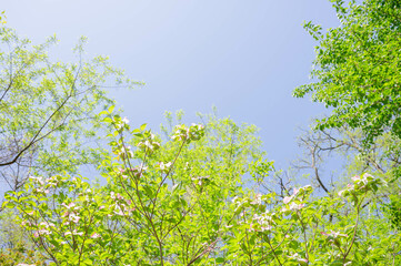 新緑の頃のハナミズキ