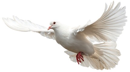 Fototapeta premium Pure white dove soaring on white 
