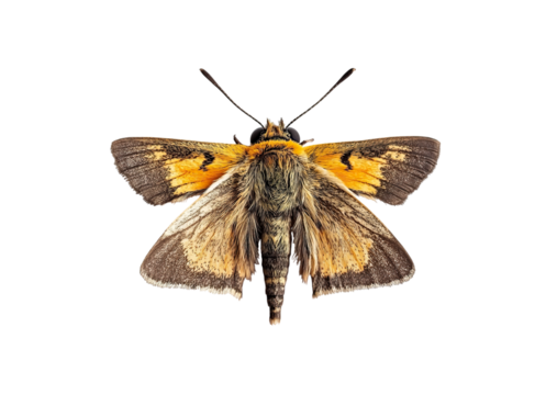 Skipper
