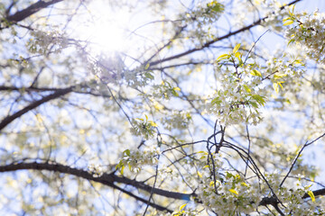 Branch of white cherry blossom with clear blue sky.