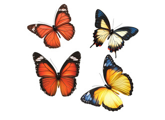 Obraz premium winged butterflies