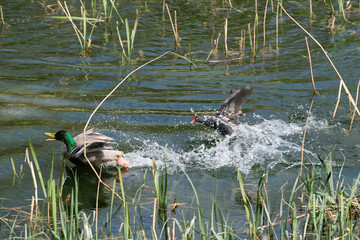 Duck and Moorhen squabble chase