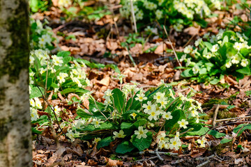 Obraz premium Primroses in forest woodland