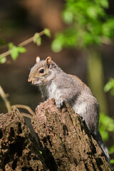  Grey Squirrel on broken Tree trunk