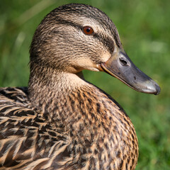 Female Mallard Portrait