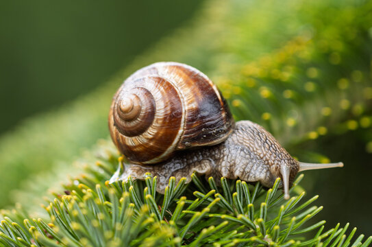 A Roman snail (Helix pomatia), a large land snail, moves slowly across a surface. The snail's muscular foot, visible beneath its body, leaves a glistening trail as it moves.