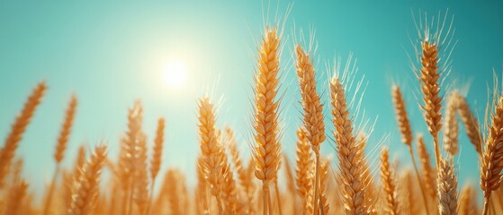 Golden wheat field under a bright summer sun against a clear blue sky creating a serene and peaceful landscape for agriculture and harvest
