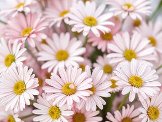 Fototapeta premium Delicate Pink Daisy Flower Background