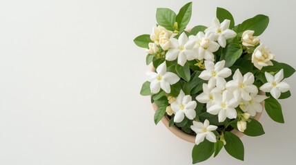 Obraz premium A top-down shot of a blooming jasmine plant with white fragrant flowers, placed in a small pot, on a white background