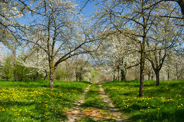 Kirschblüte bei Ebersweier im Renchtal