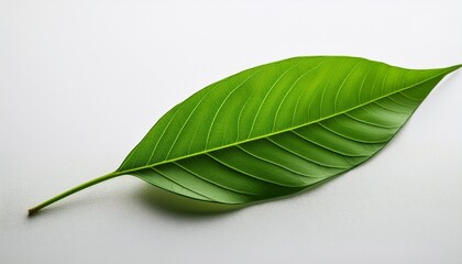 Fototapeta premium vivid green leaf against a pure white canvas white or white background