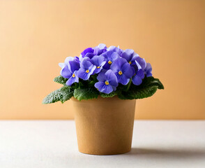 Viola flowers in a paper pot on white and beige background