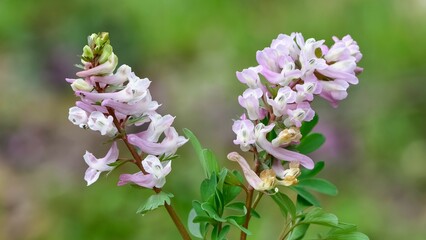 photos of wild plants and flowers.

