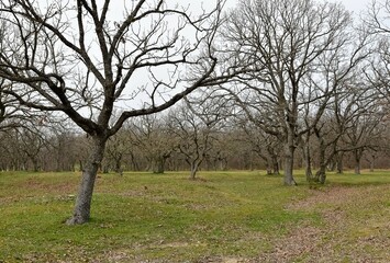rural areas and landscapes. Autumn season and photos of trees and forests with yellowed leaves.