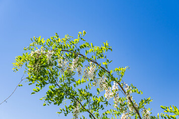 青空とニセアカシアの花