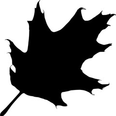 leaf Silhouette