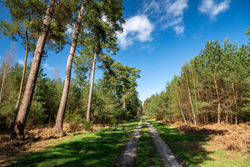 Fototapeta premium Chemin en forêt domaniale au printemps . Pins sylvestre
