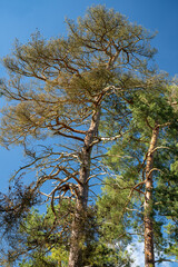 Chemin en forêt domaniale au printemps. Pin sylvestre en train de dépérir. Branches mortes