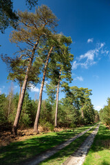Chemin en forêt domaniale au printemps . Pins sylvestre