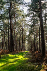 Obraz premium Chemin herbeux en forêt domaniale au printemps .Pins sylvestre