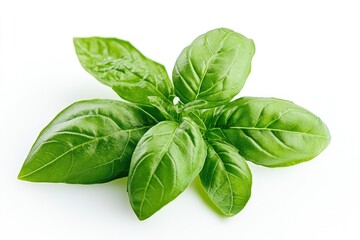 Obraz premium Fresh Basil Leaves Close Up on White Background Herb Garden