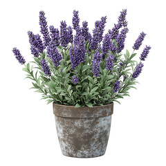 Fototapeta premium A 3D Potted Lavender Plant with Purple Flowers Isolated on Transparent Background
