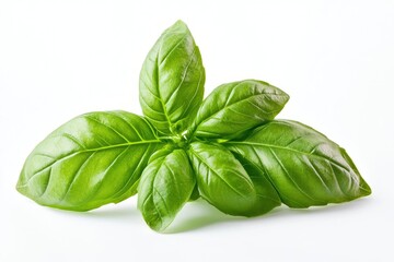 Obraz premium Fresh Basil Leaves on a White Background for Culinary Herbs