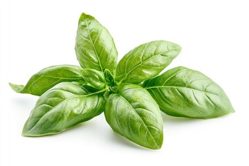 Fototapeta premium Fresh Basil Sprig on White Background Perfect for Food Photography