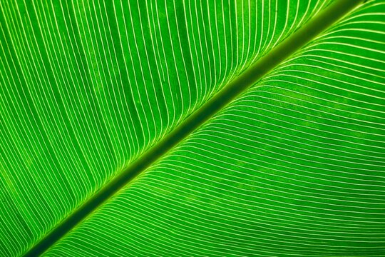A zoomed-in view of a bright green leaf, showing its intricate veining and deep green tones. This image is highlighted by the midrib, texture and blackgound.
