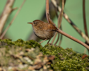 wren in natural habitat