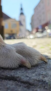 Close-up of dog&rsquo;s white paw on cobblestone street. Vertical video with historic European town background for pet lifestyle content, tourism promotion, pet product, travel with animals.
