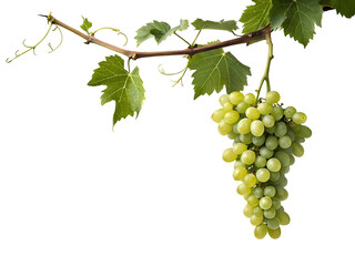 A Bunch of Green Grapes Hanging from a Vine with Lush Green Leaves