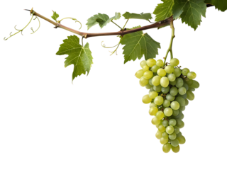 A Bunch of Green Grapes Hanging from a Vine with Lush Green Leaves